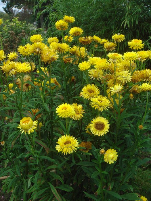 Helichrysum bracteatum 'Flore Pleno jaune citron'